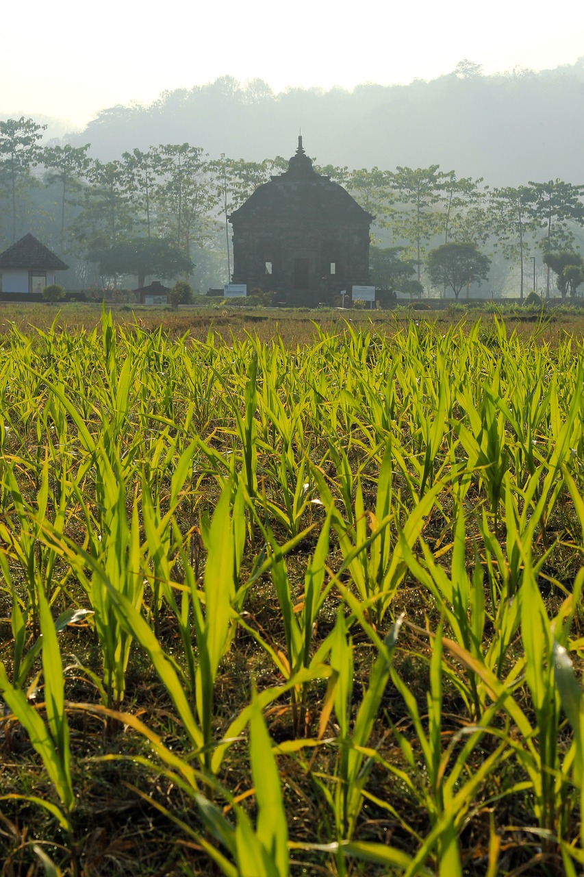 Image - temple prambanan landscape nature