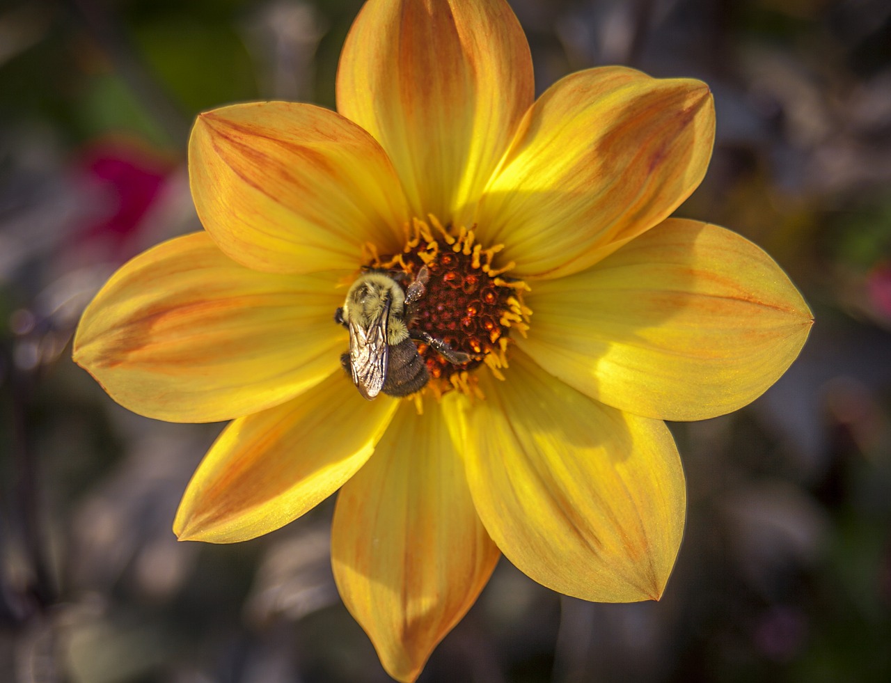 Image - flower bee yellow red insect