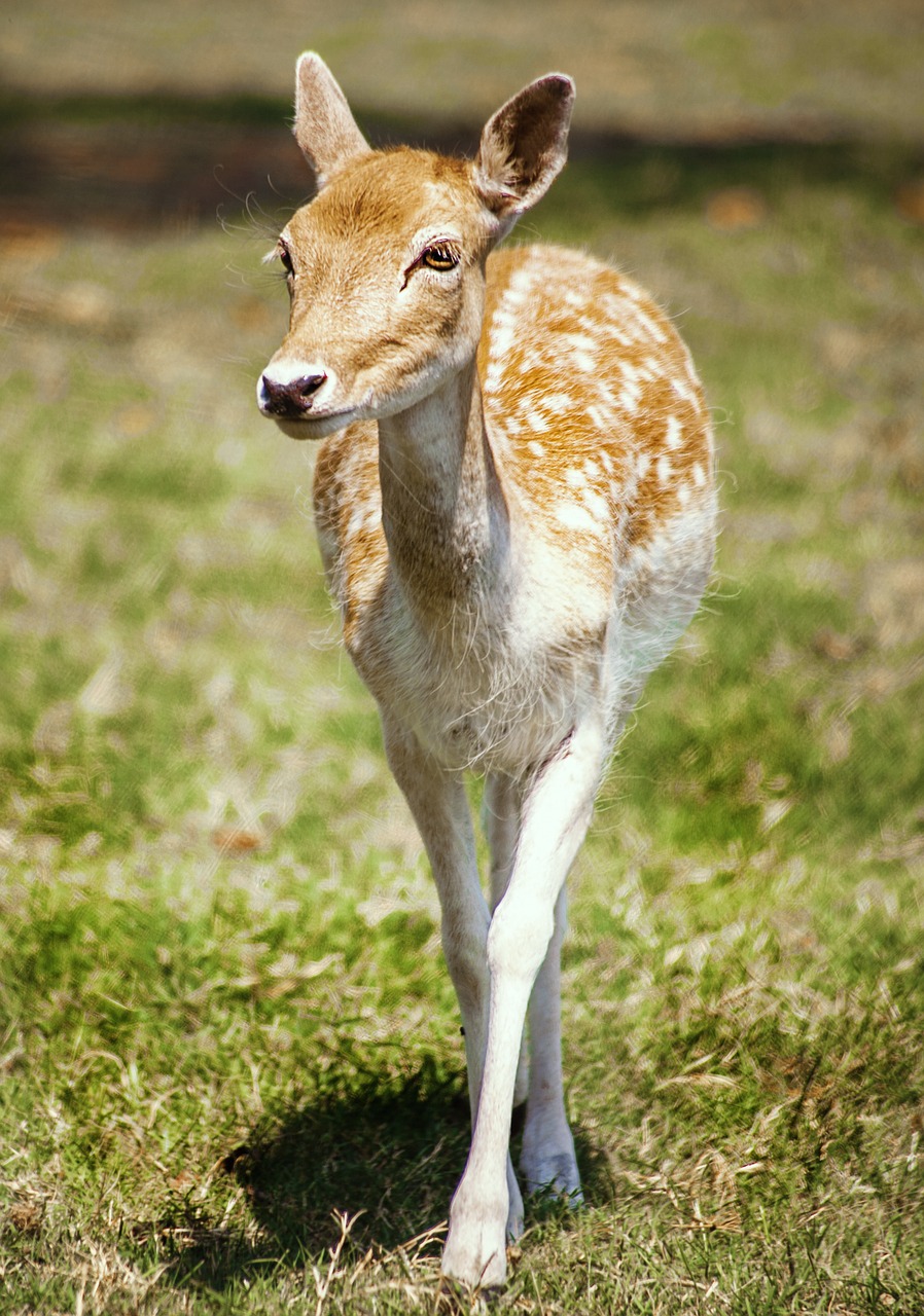 Image - deer animal wild wildlife nature