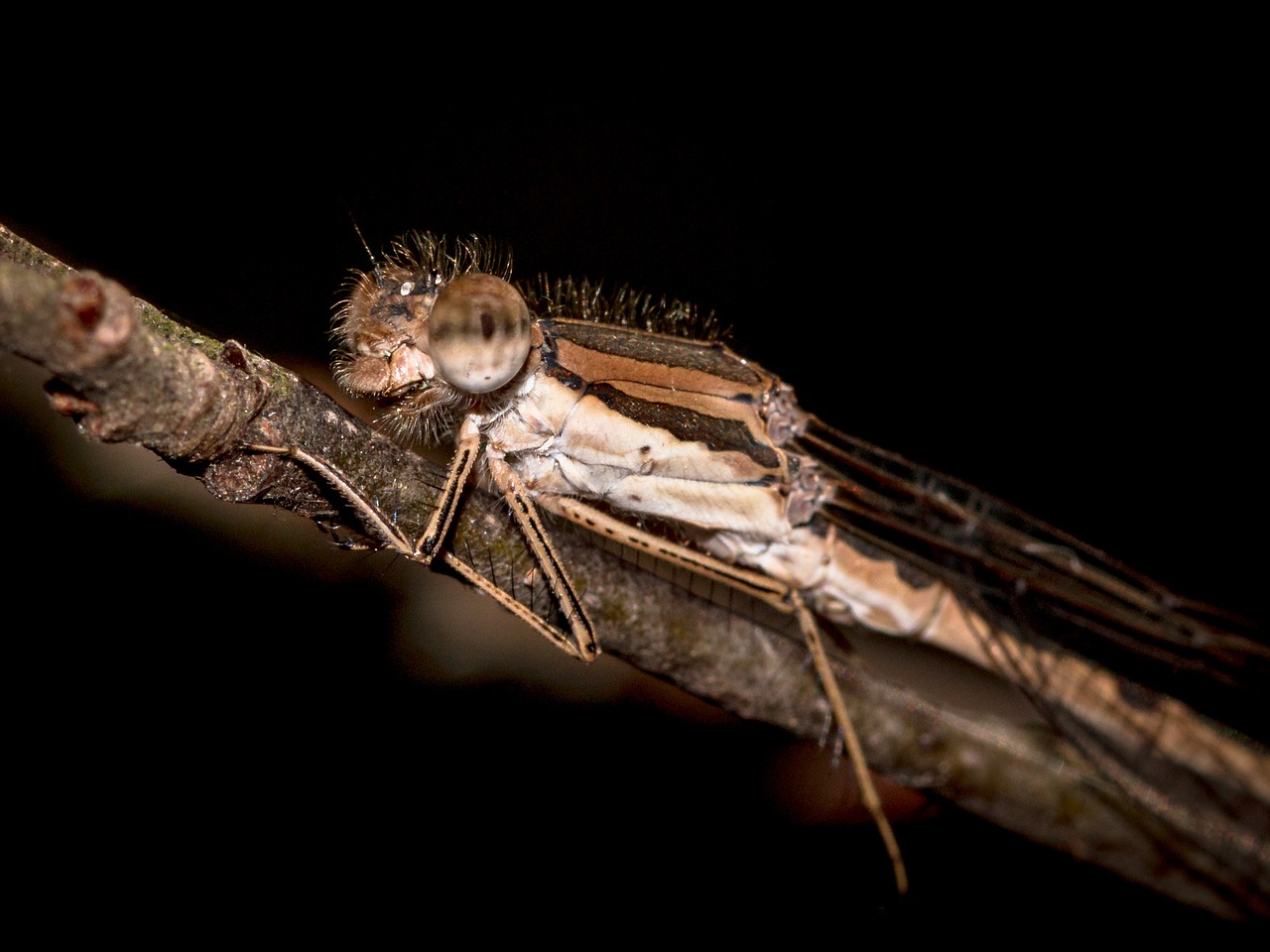 Image - dragonfly hawker insect close