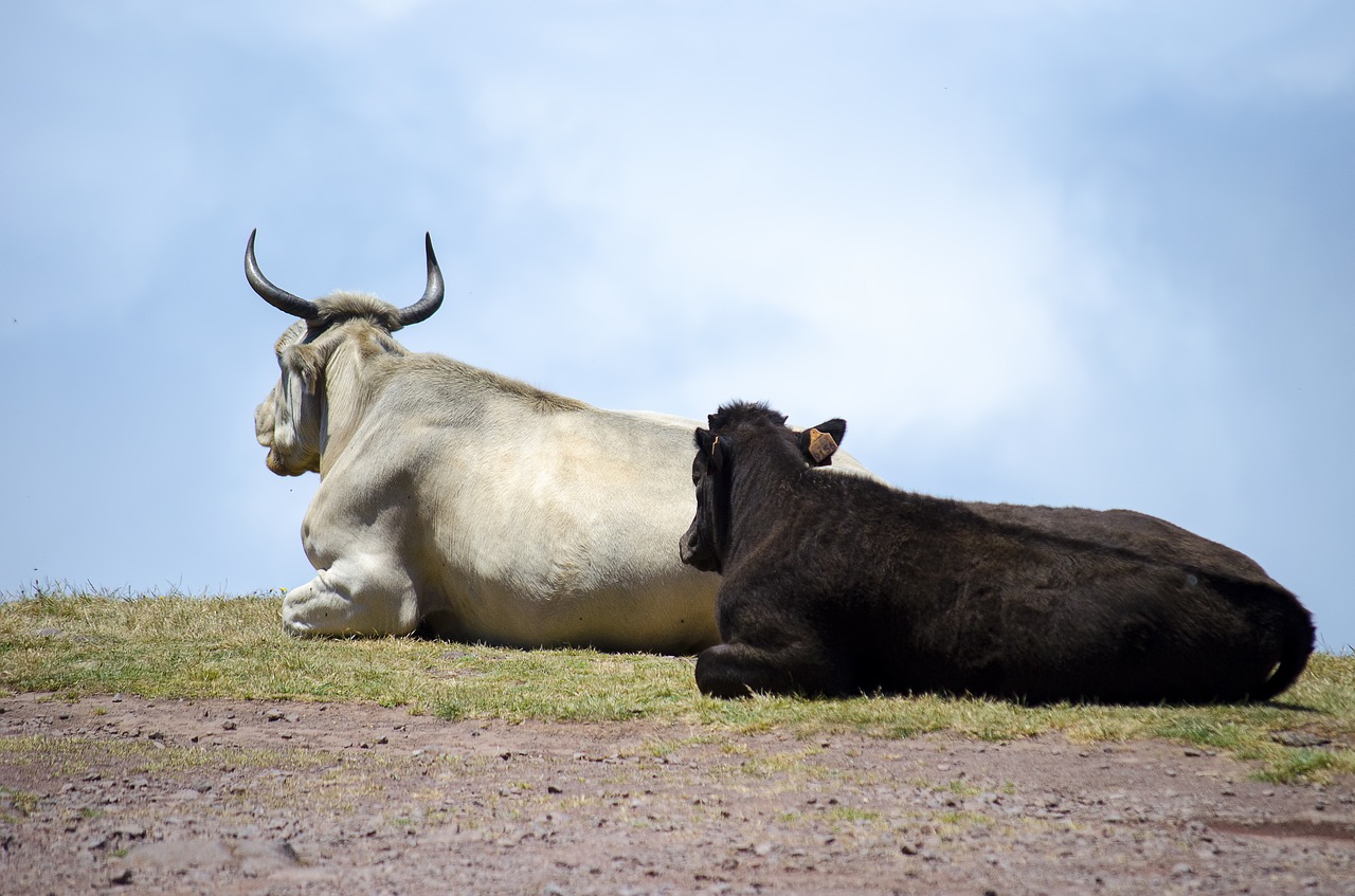 Image - cows cow animal pasture land