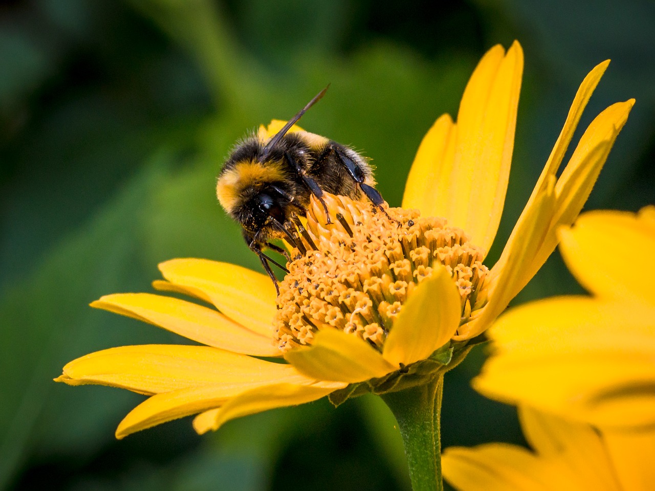 Image - hummel flower nature blossom bloom