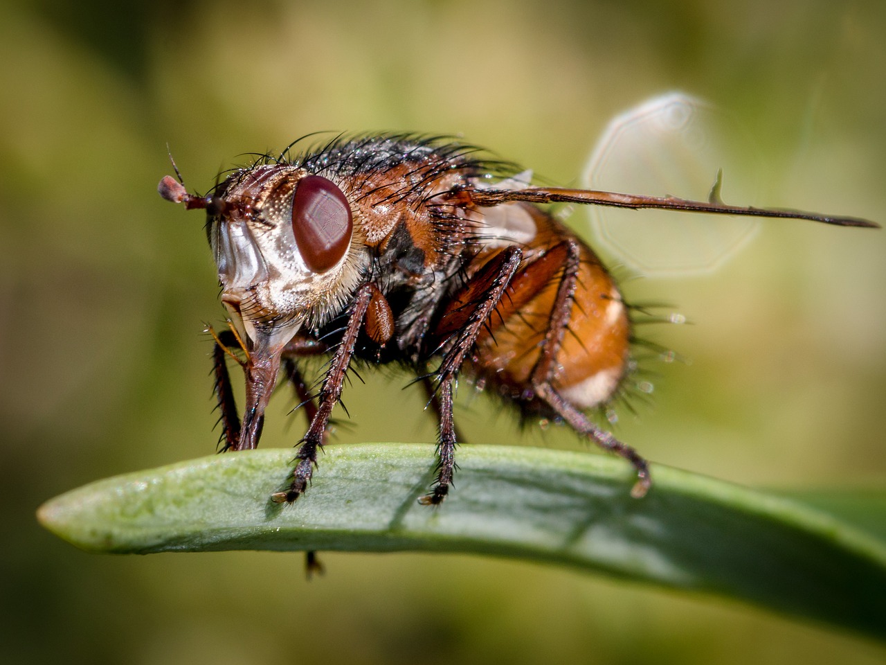 Image - fly nature insect animal macro