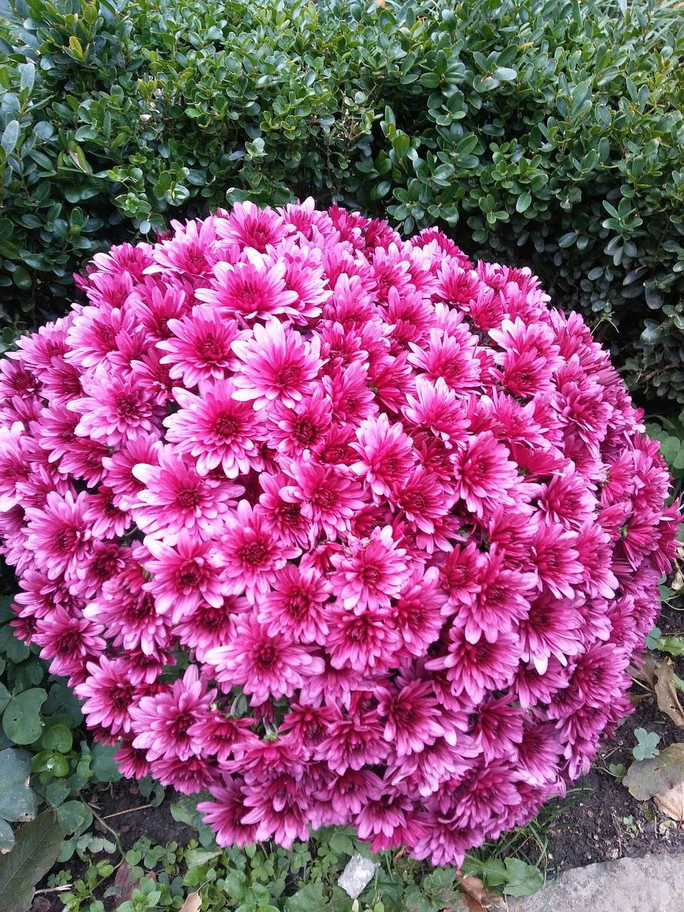 Image - flower bulgaria pink garden nature