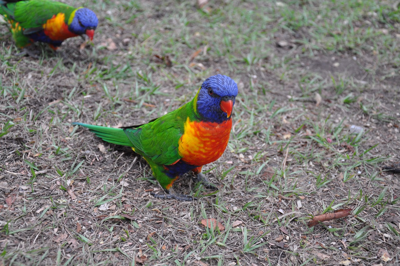 Image - parrot birds australia colorful