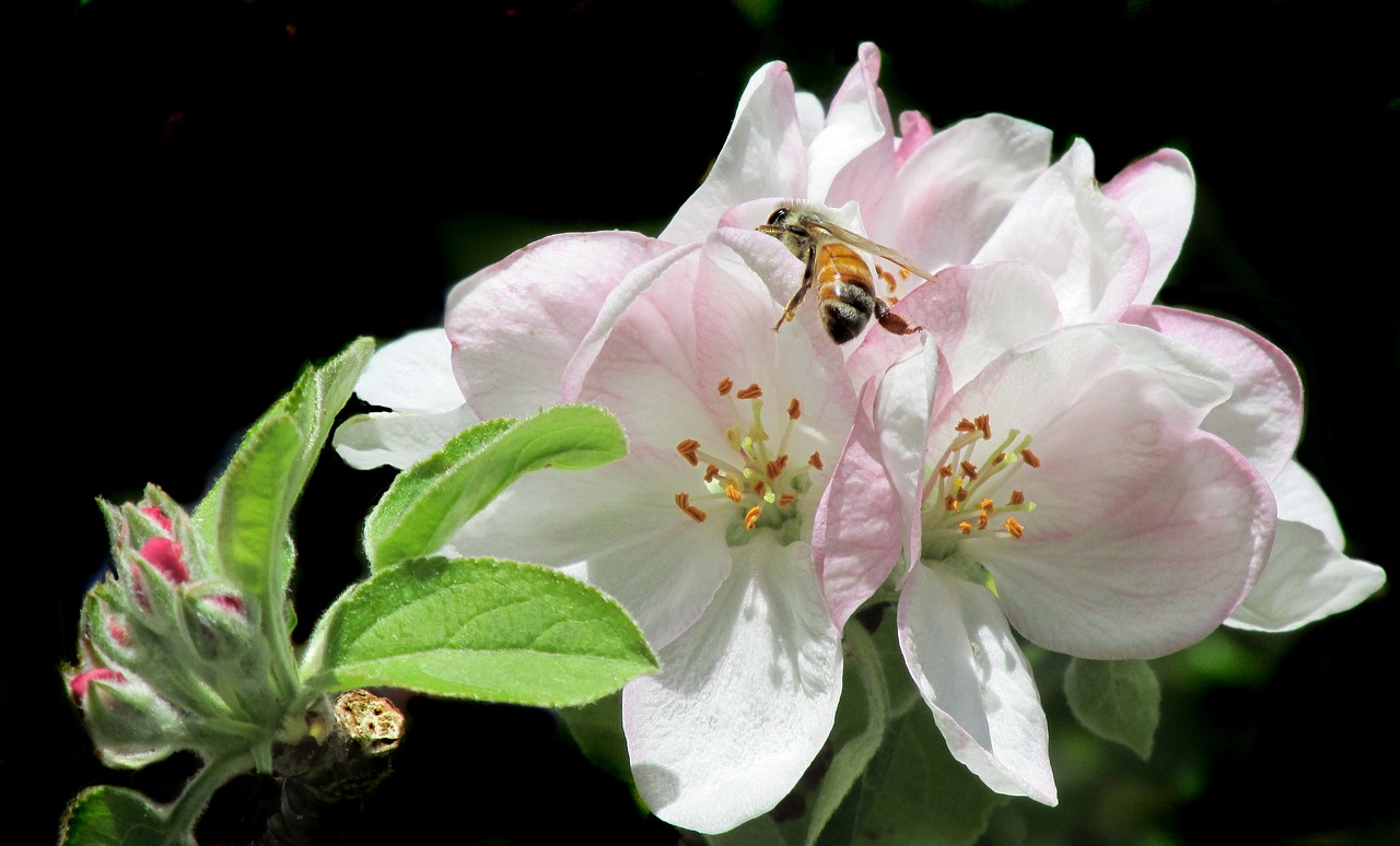 Image - bee on apple tree blossom