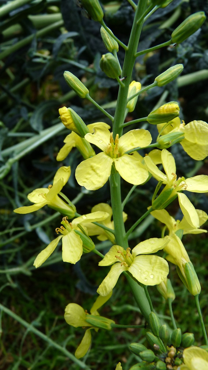 Image - kale flower vegetable