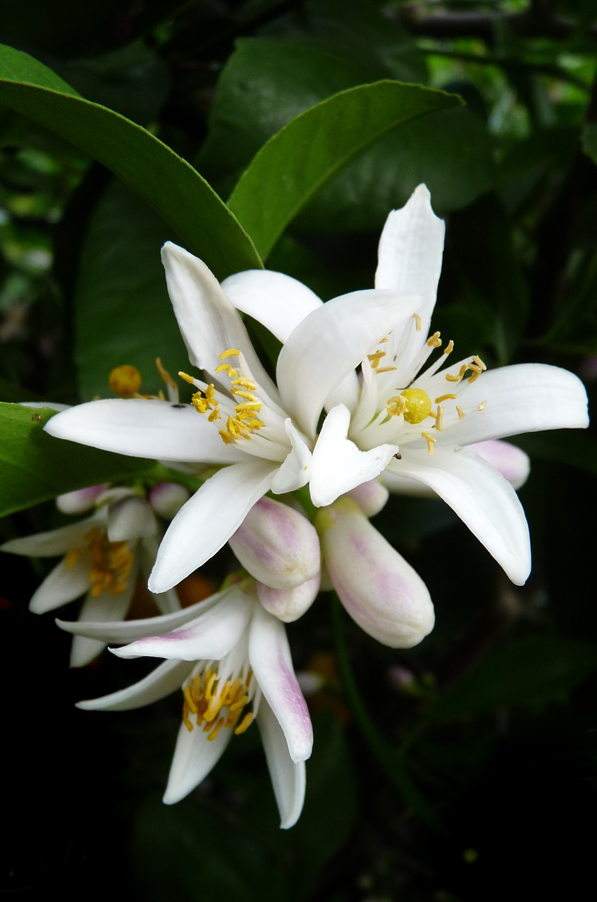 Image - lemon flower citrus tree