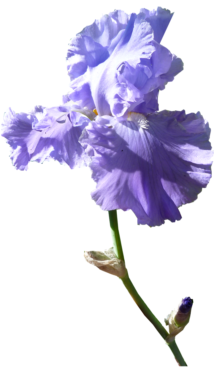 Image - iris flower dark mauve stem