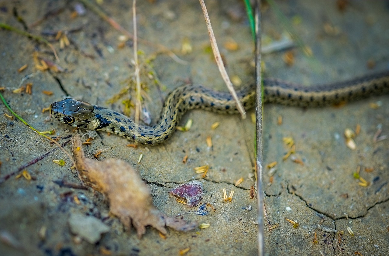 Image - snake viper reptile amphibian