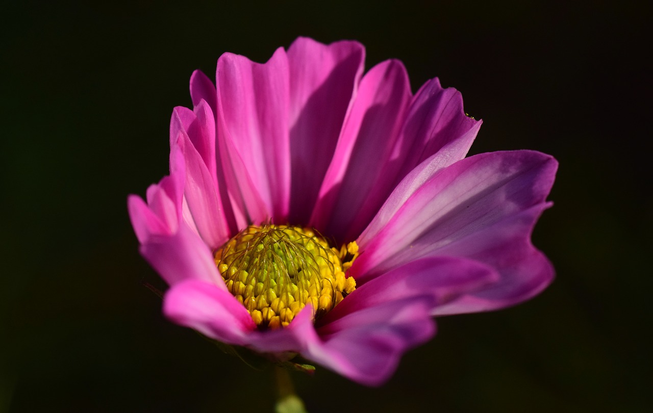 Image - pointed flower purple nature flower