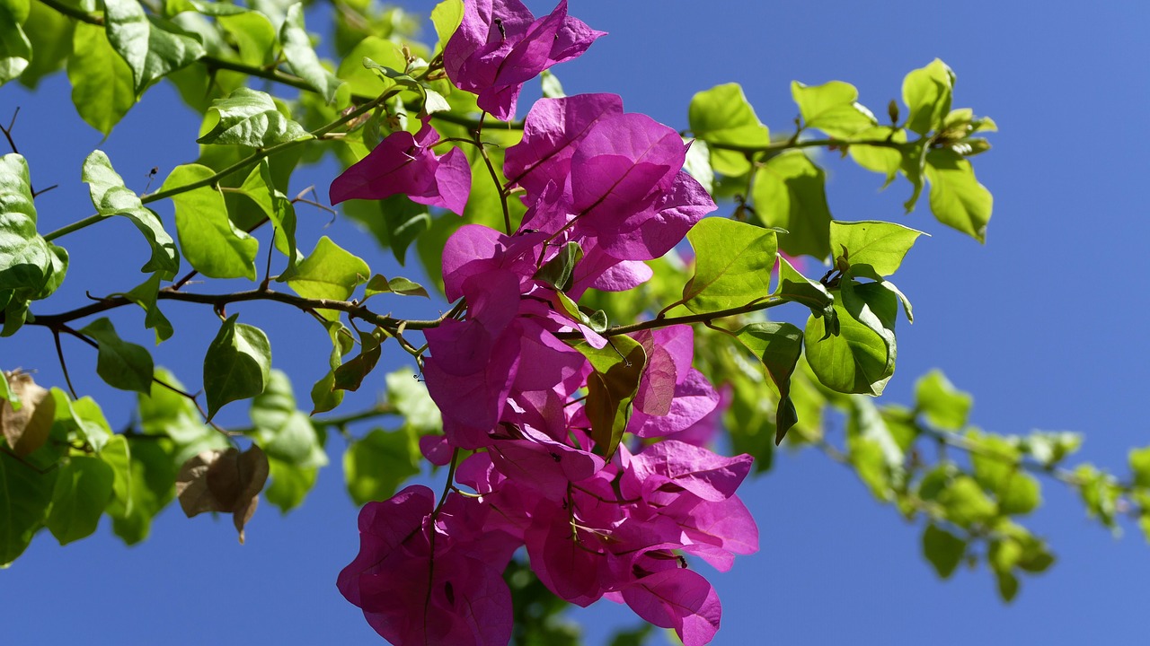 Image - flower ranke mediterranean