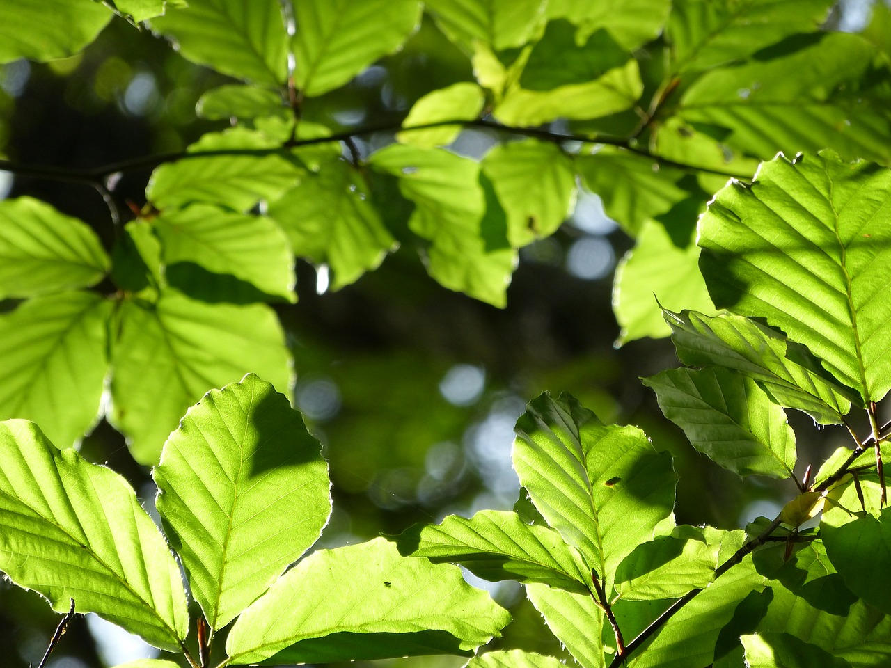 Image - hope green forest freedom