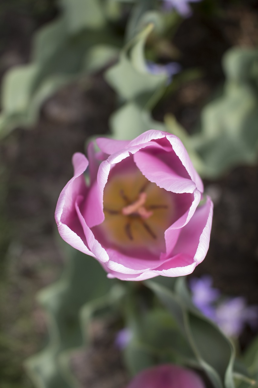 Image - flower holland europe travel