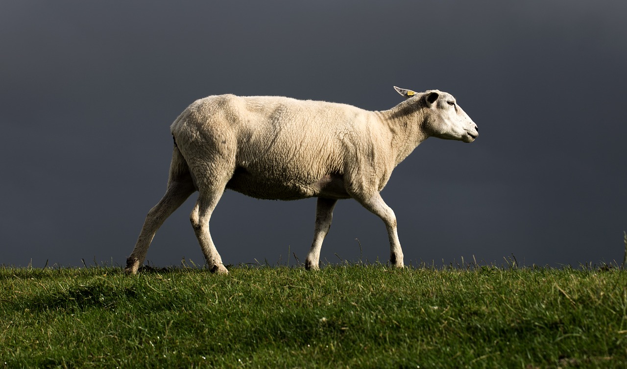 Image - sheep dike north sea thunderstorm