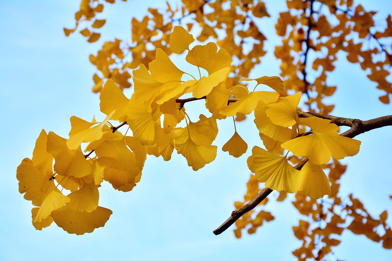 Image - ginkgo tree gingko leaves tree