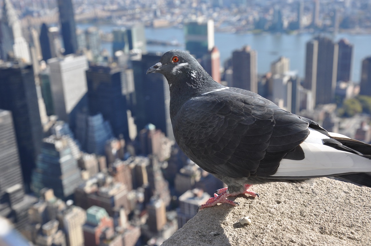 Image - bird new york city manhattan usa