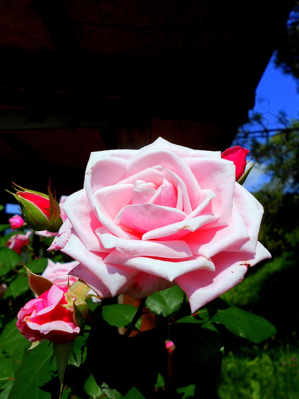 Image - rosa rose flower pink flower