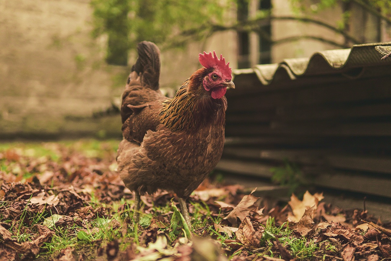 Image - the hen eggs poultry bird nature