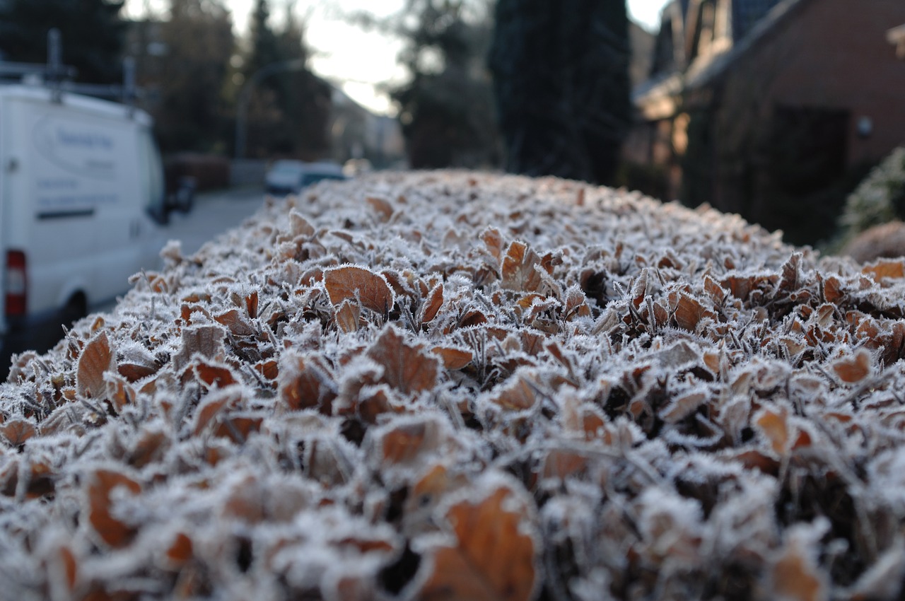 Image - hamburg frost winter wintry
