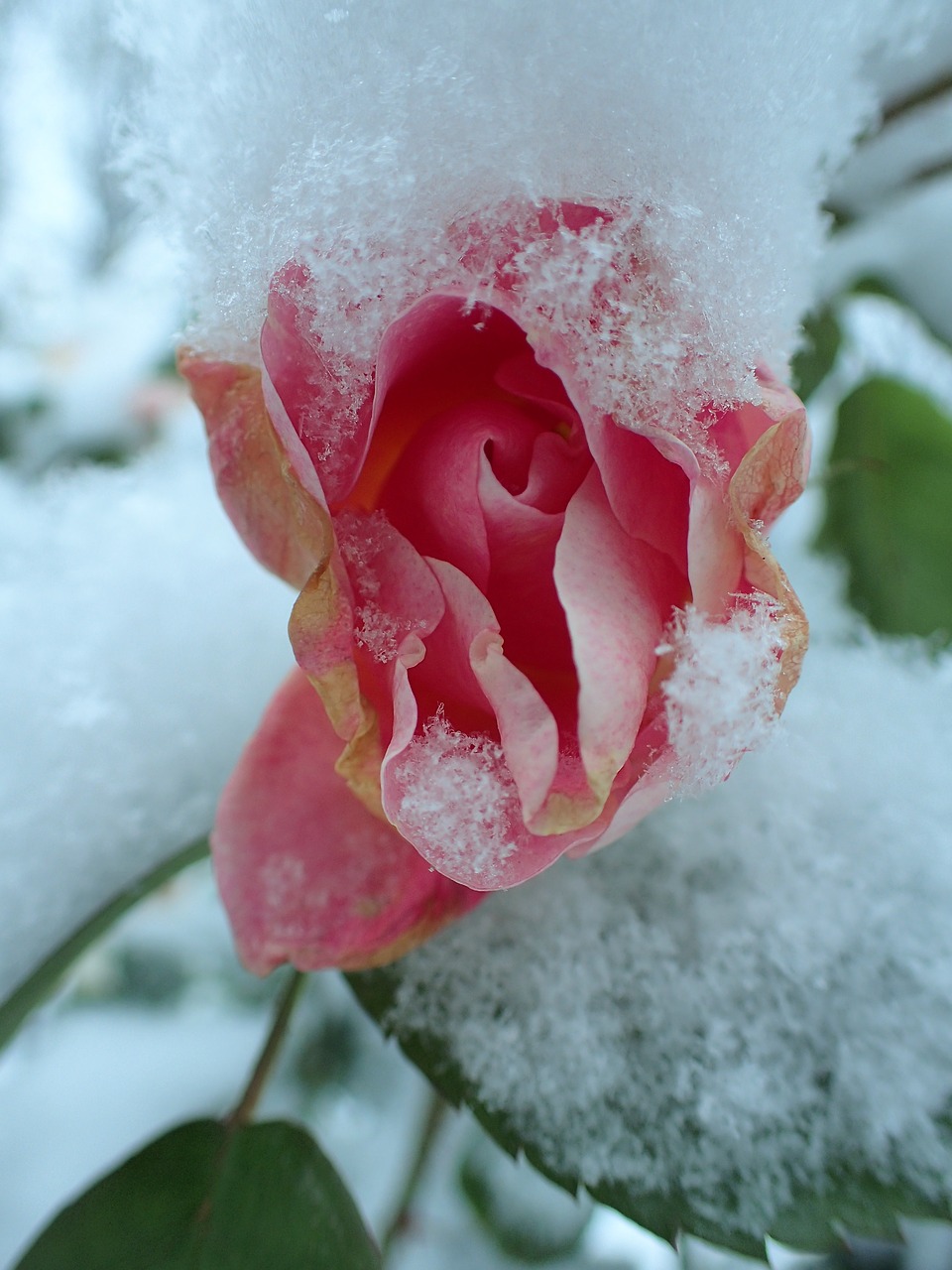 Image - rose winter pink frozen snow