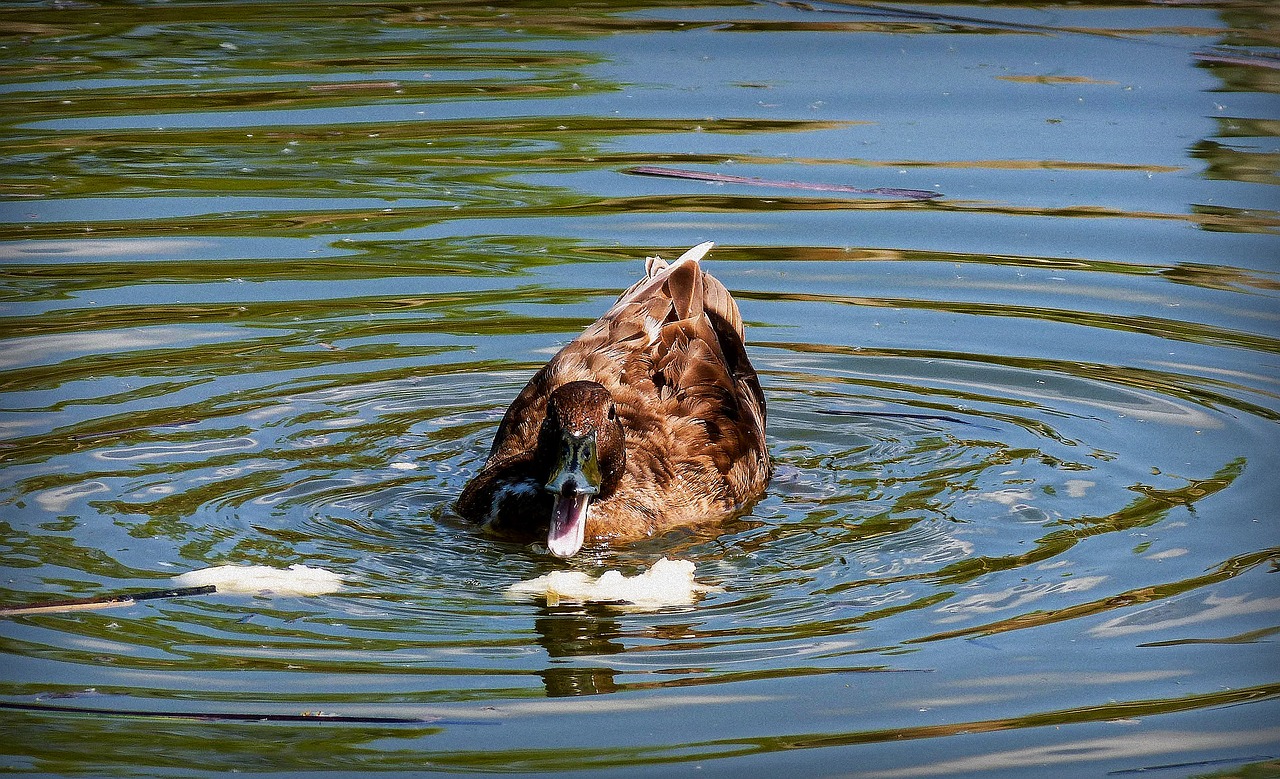 Image - duck oca animal animals nature