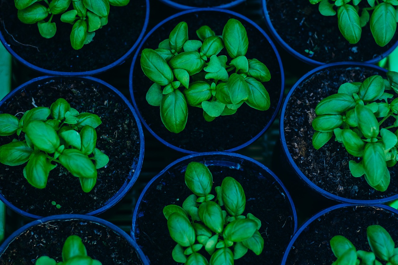 Image - basil plant green organic herb