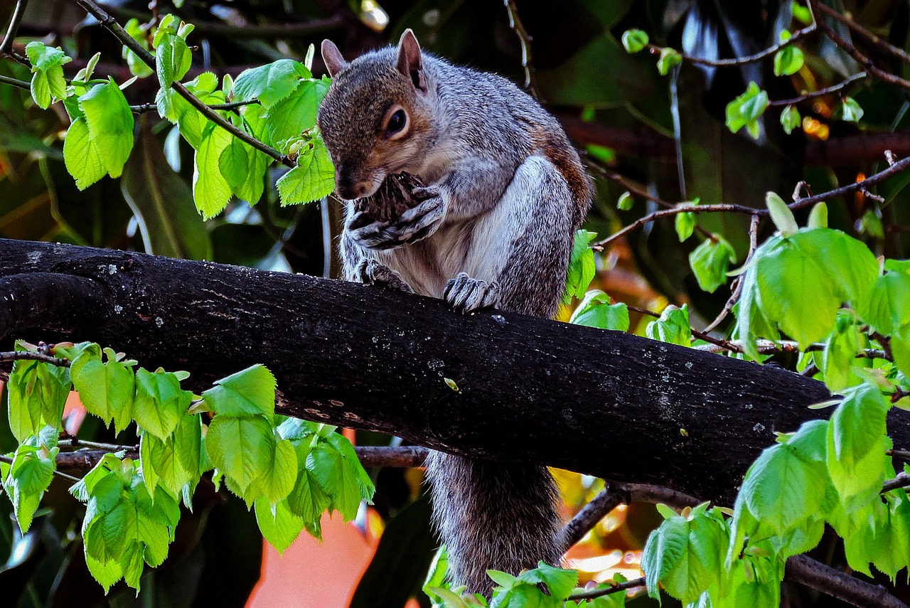 Image - squirrel squirrels nature autumn