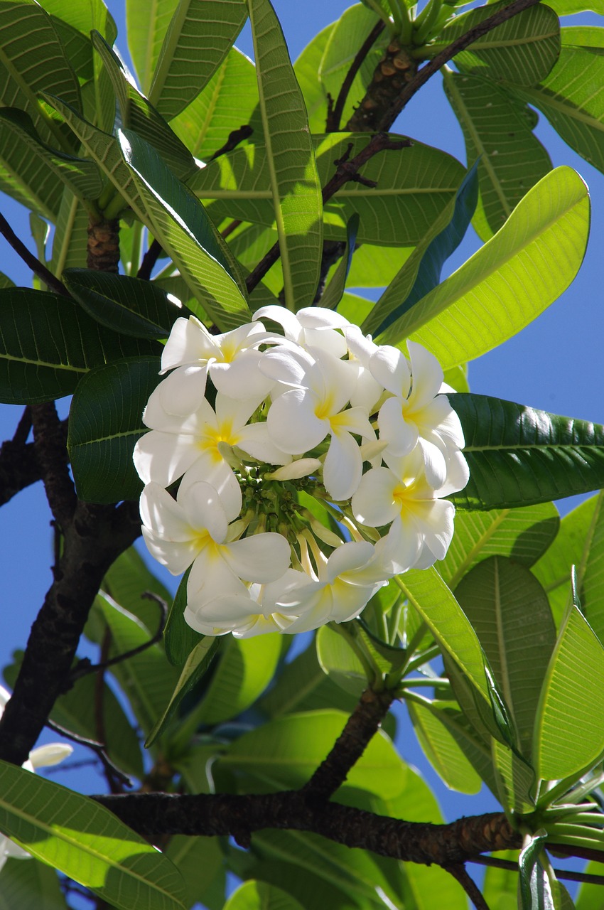 Image - hibiscus flowers beach tropical