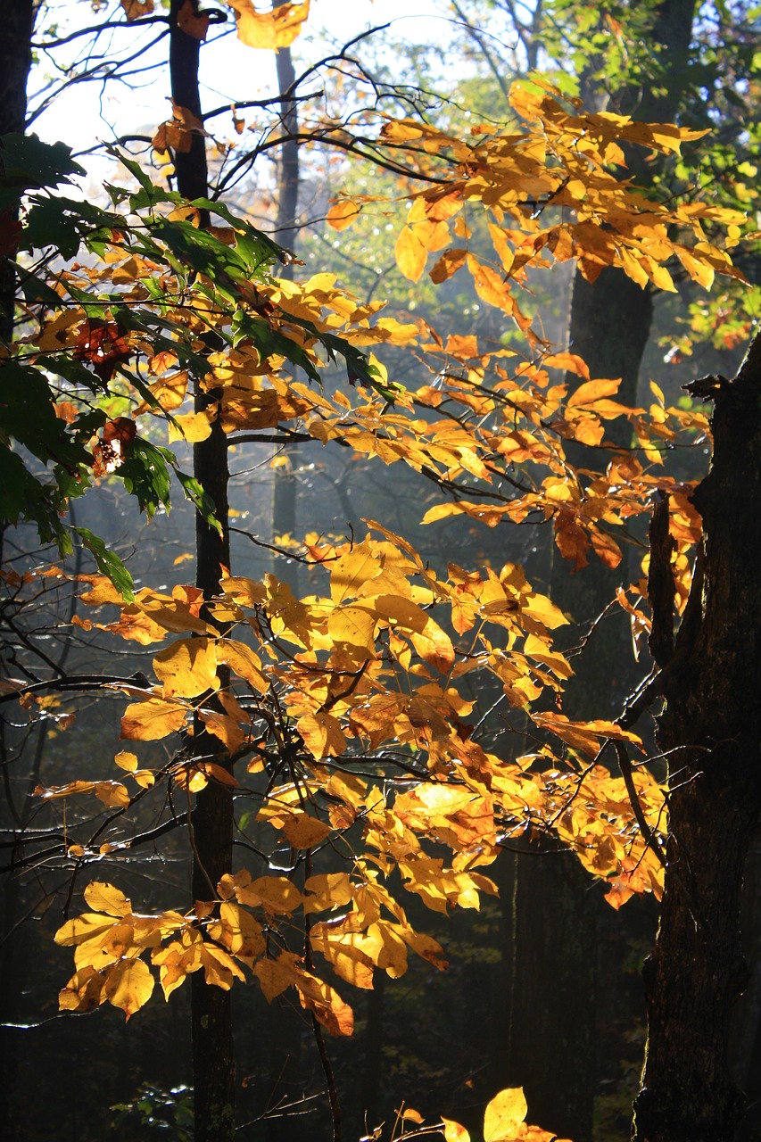 Image - hickory autumn fall leaves foliage