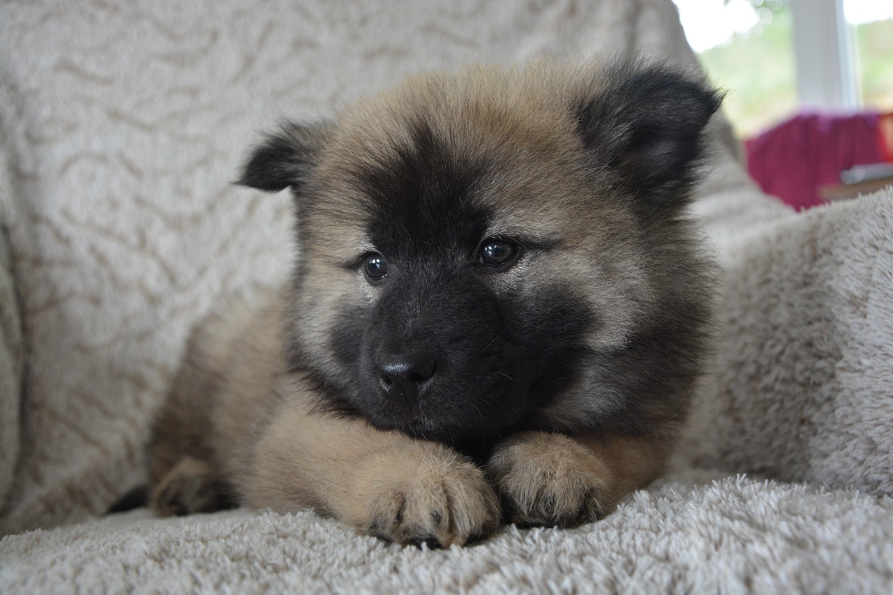 Image - dog pup eurasier puppy dog nova