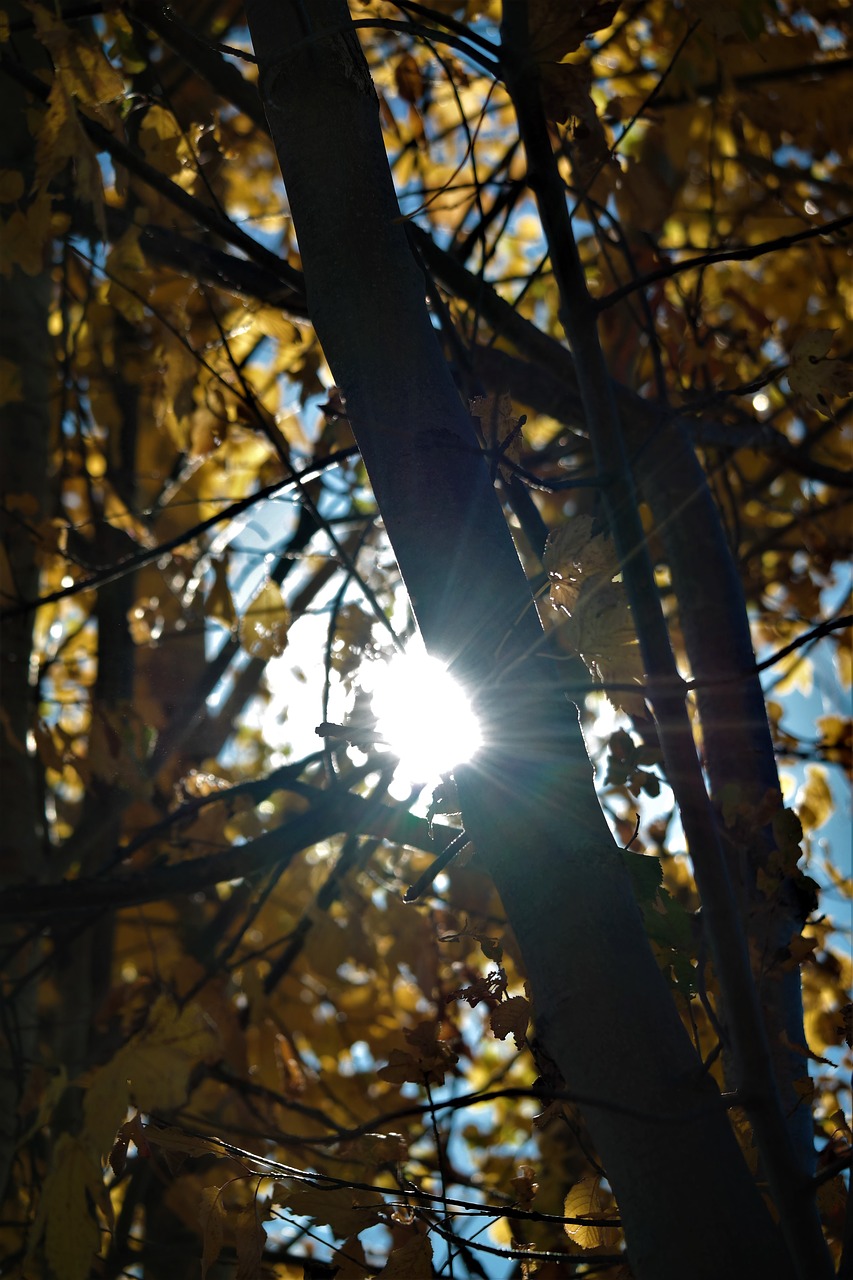 Image - leaves sun rays autumn back light