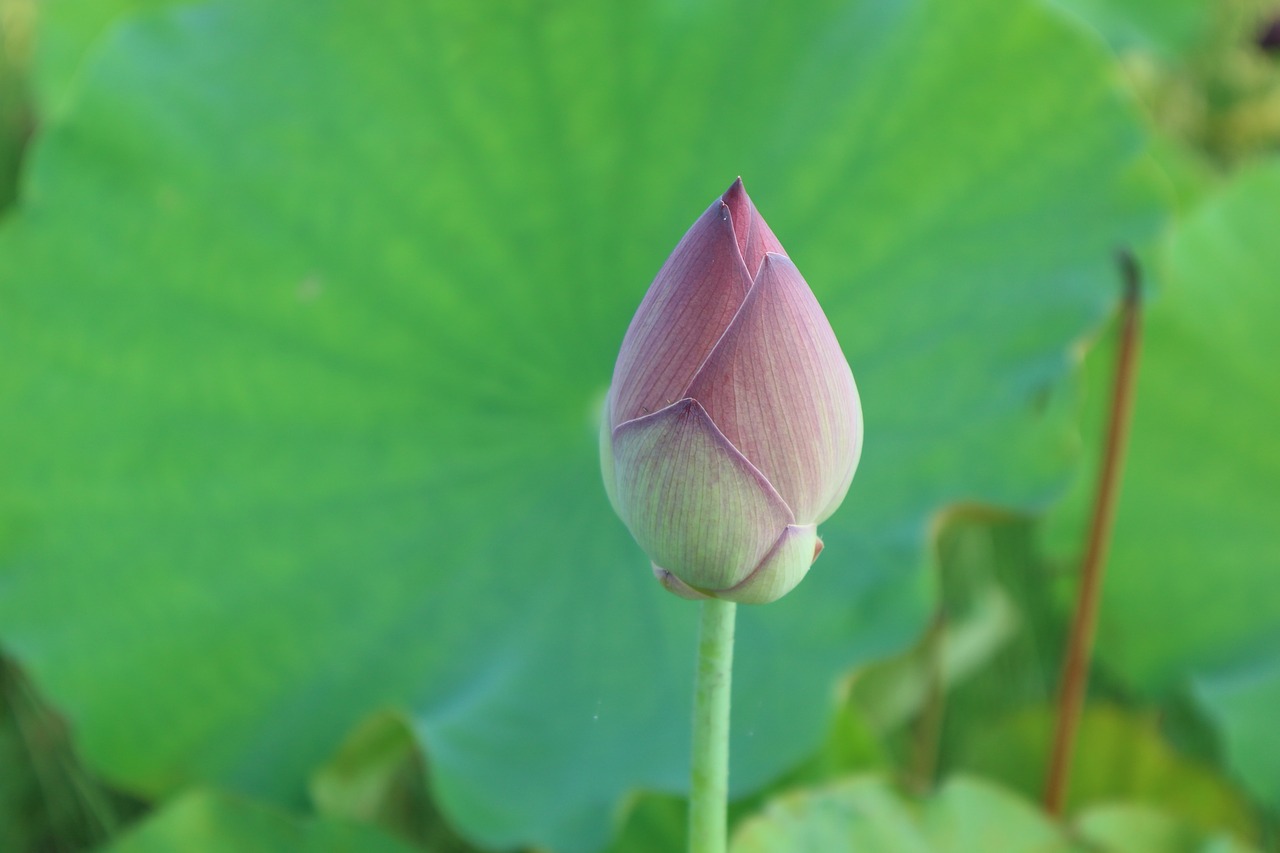 Image - lotus pink open flowers outdoor