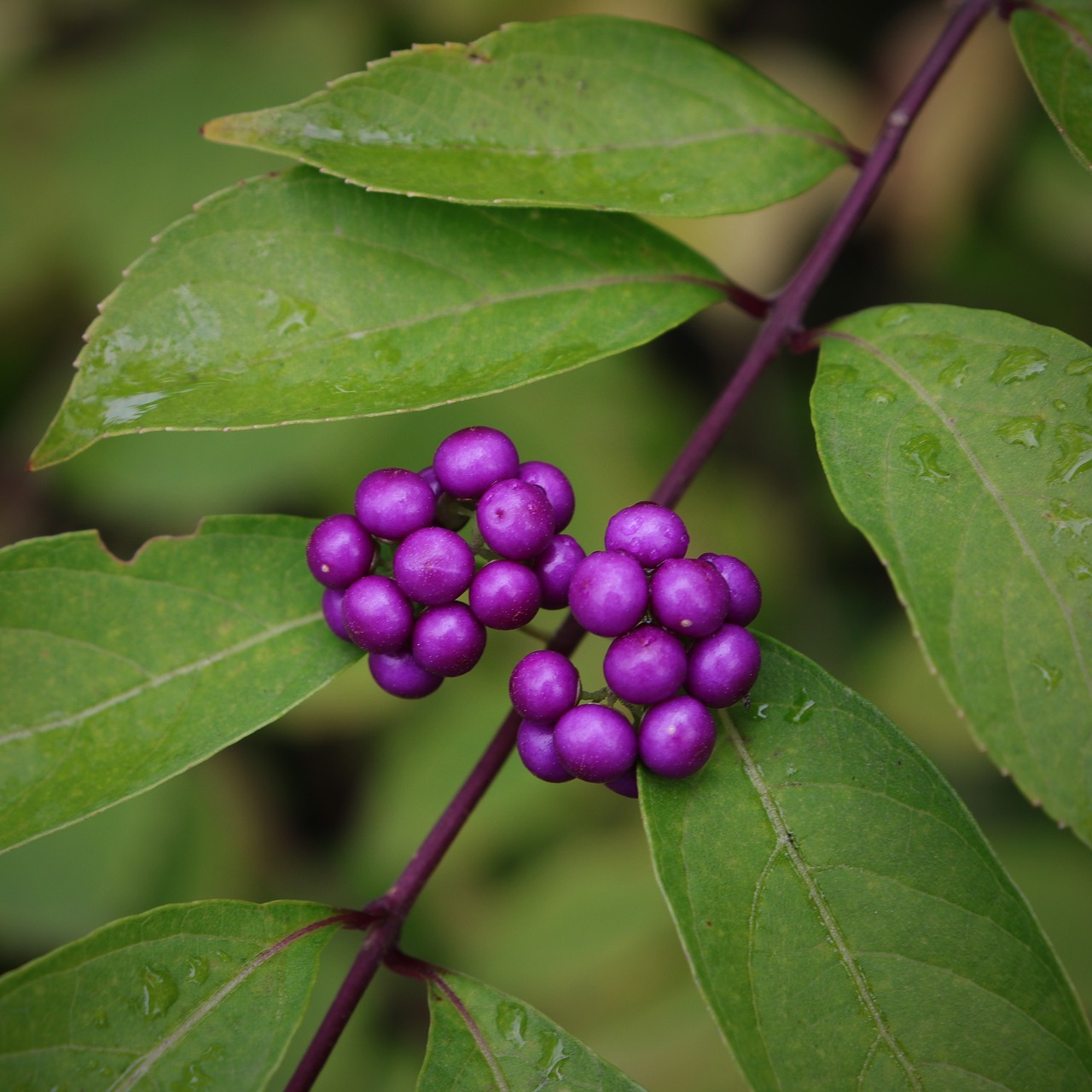 Image - berry fruit berries the fruit wood