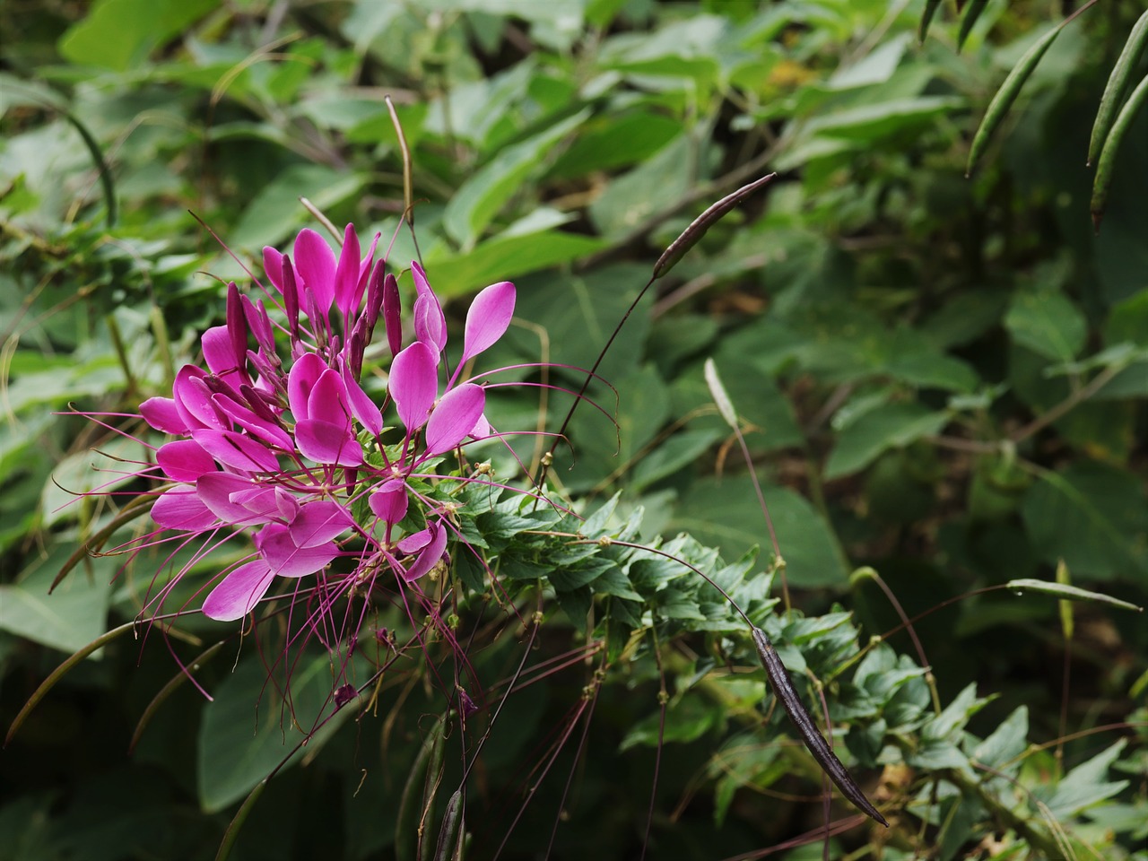 Image - wood trees plants flowers pistil