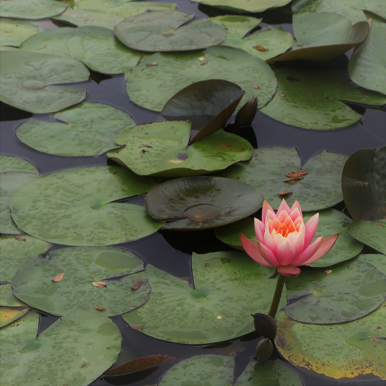 Image - lotus plants nature leaf leaves