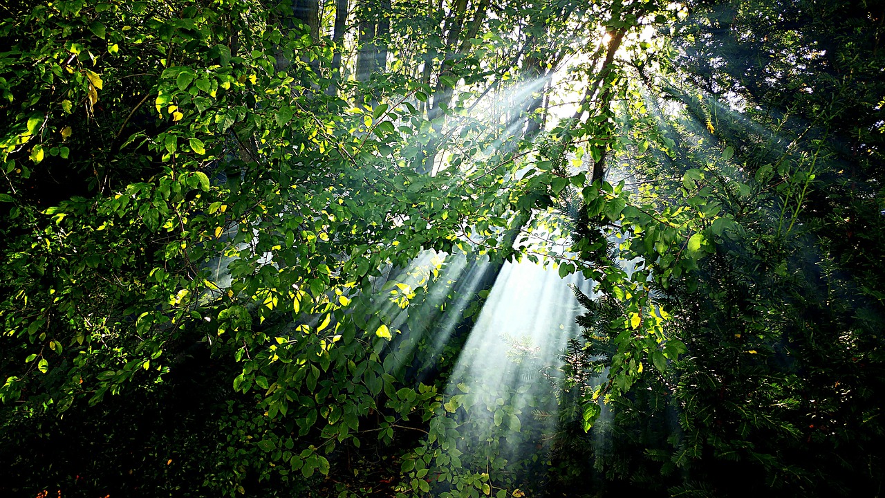 Image - nature green lichtspiel landscape