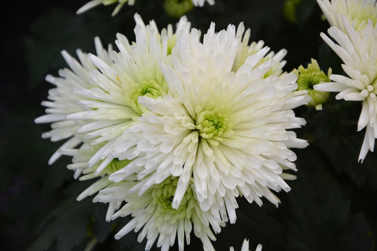 Image - white flowers bouquet flowers fall