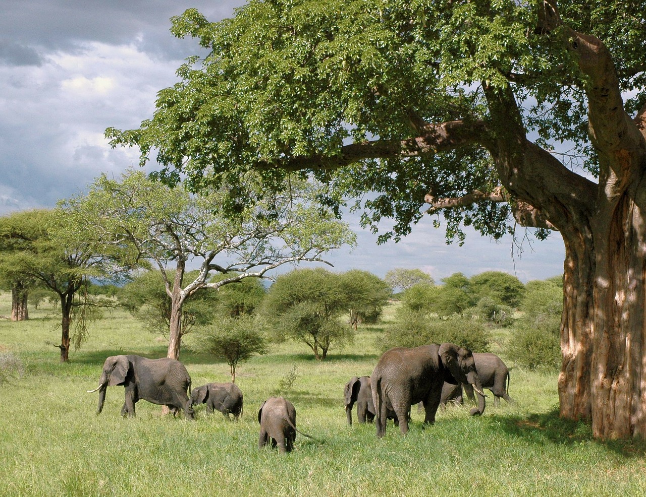 Image - elephant elephants tanzania safari