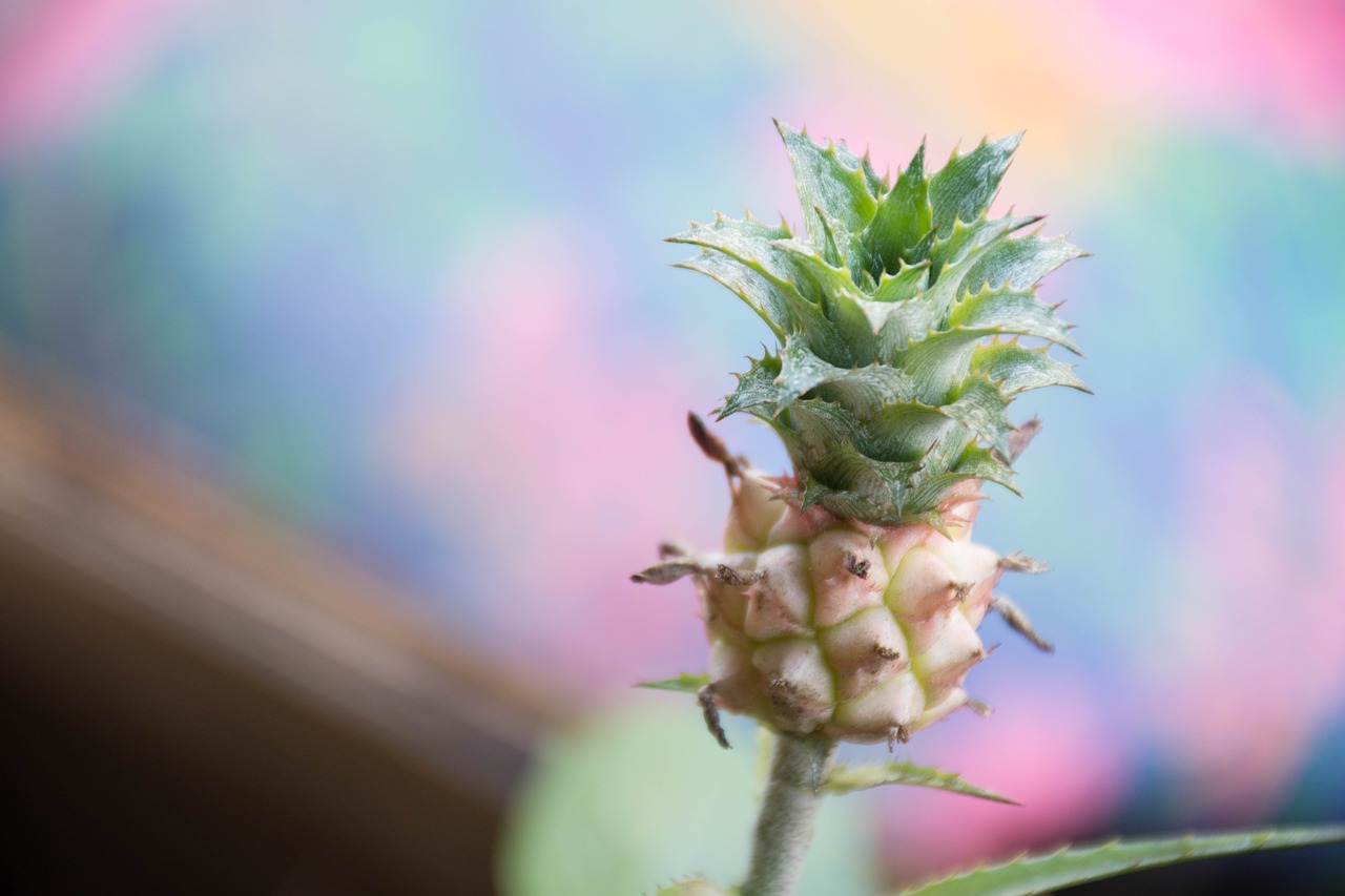 Image - fruit flowers it leaves the sagkrni