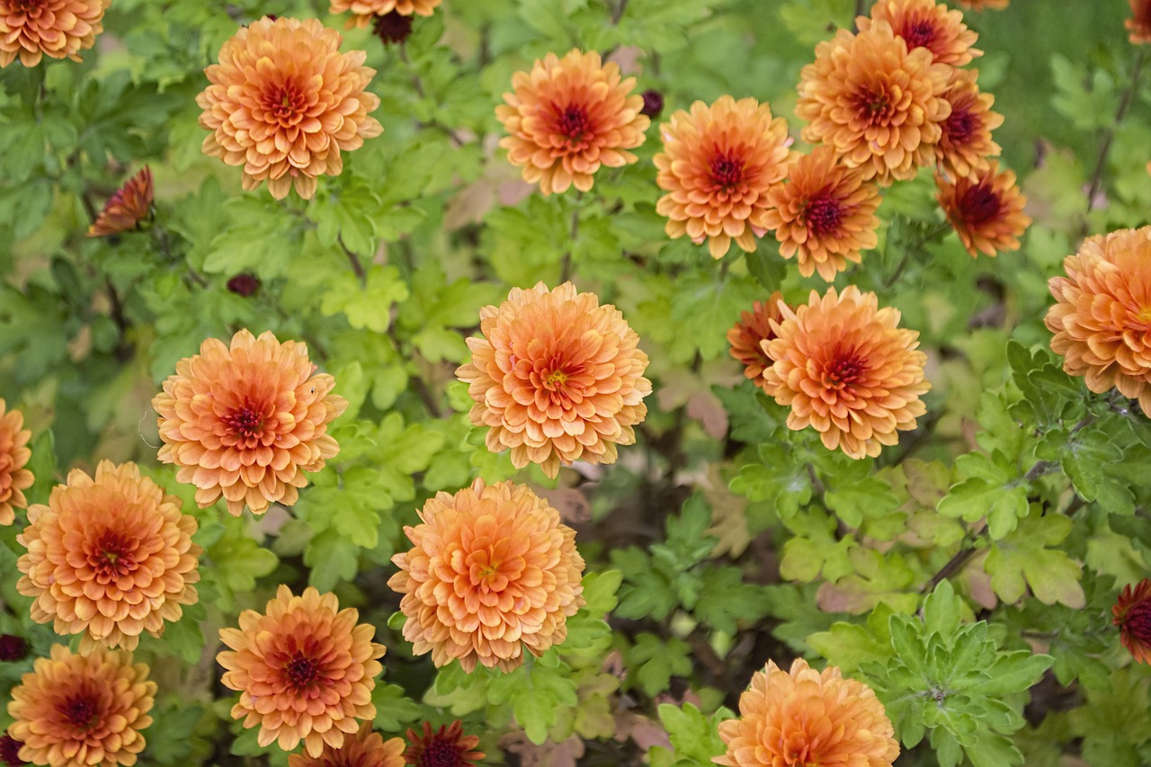 Image - chrysanthemum flowers colour floral