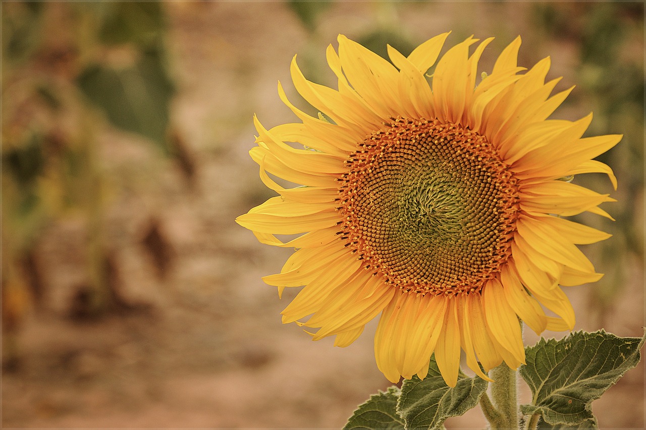 Image - sunflower plant flower petals