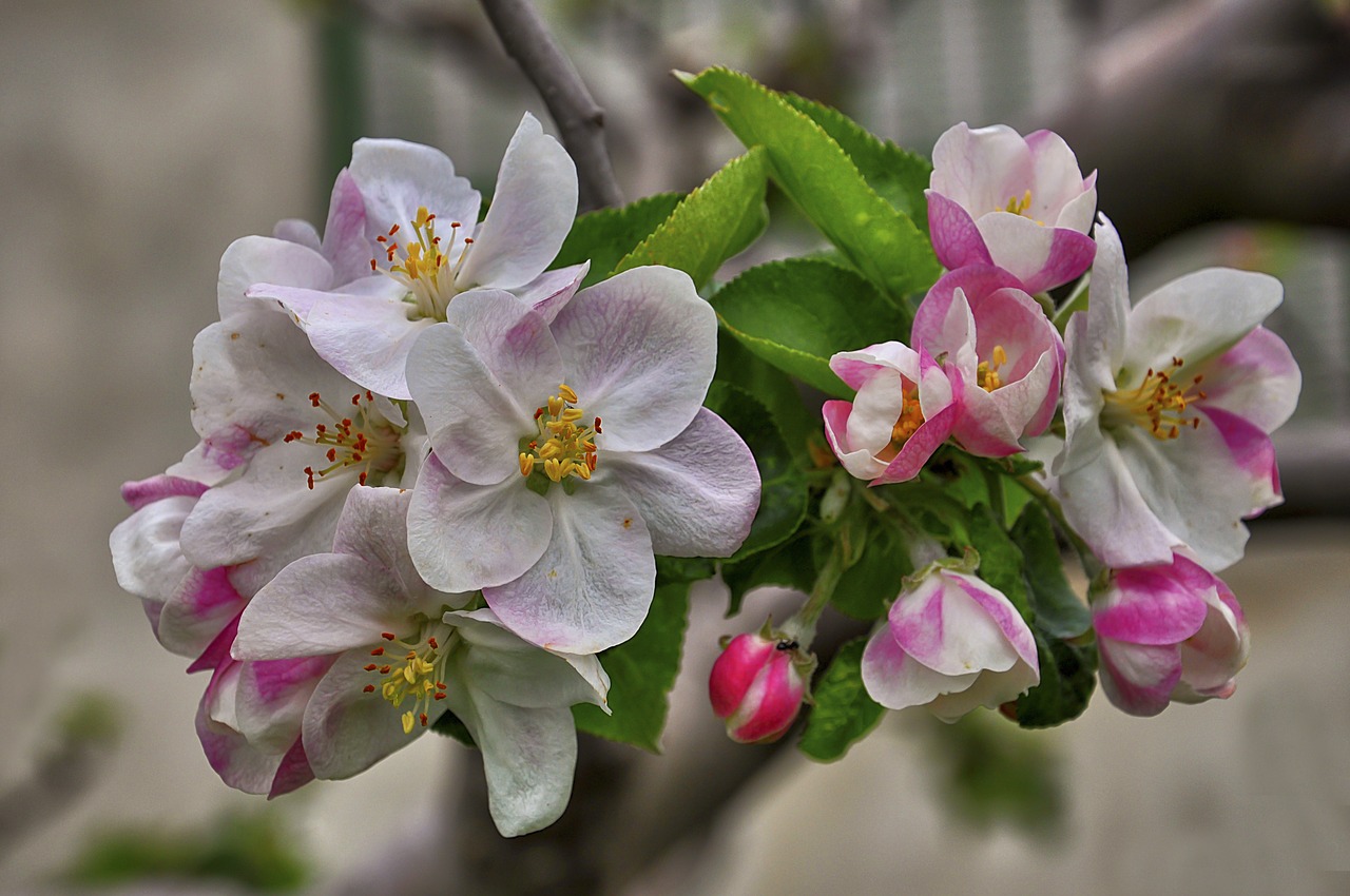 Image - flower manzano leaves spring