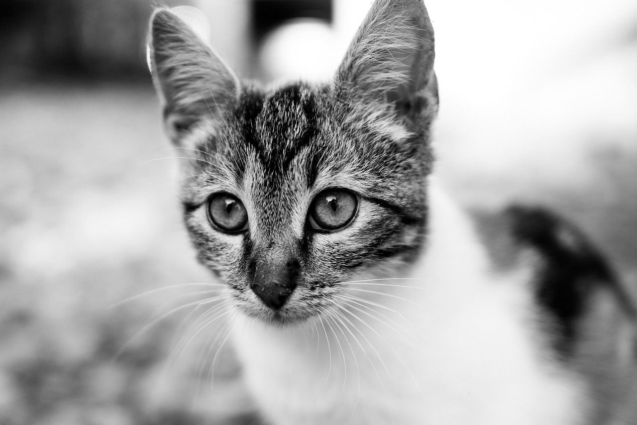 Image - black and white cat fluffy fur eye