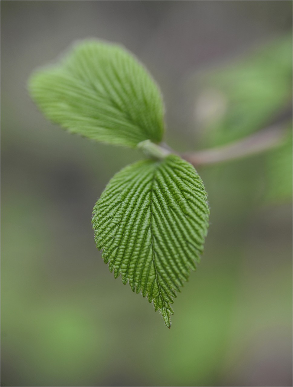 Image - leaf color green autumn colorful