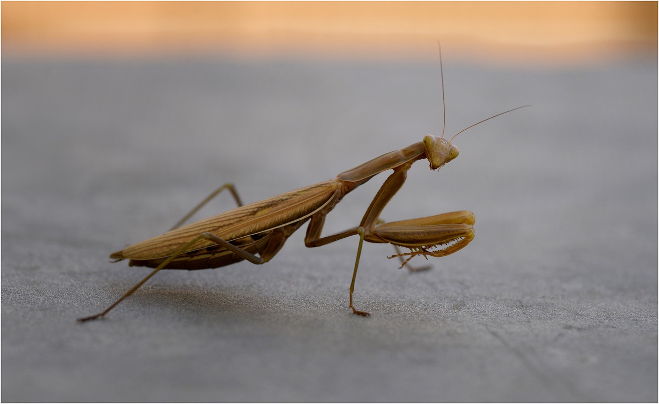 Image - mantis religiosa nature predator