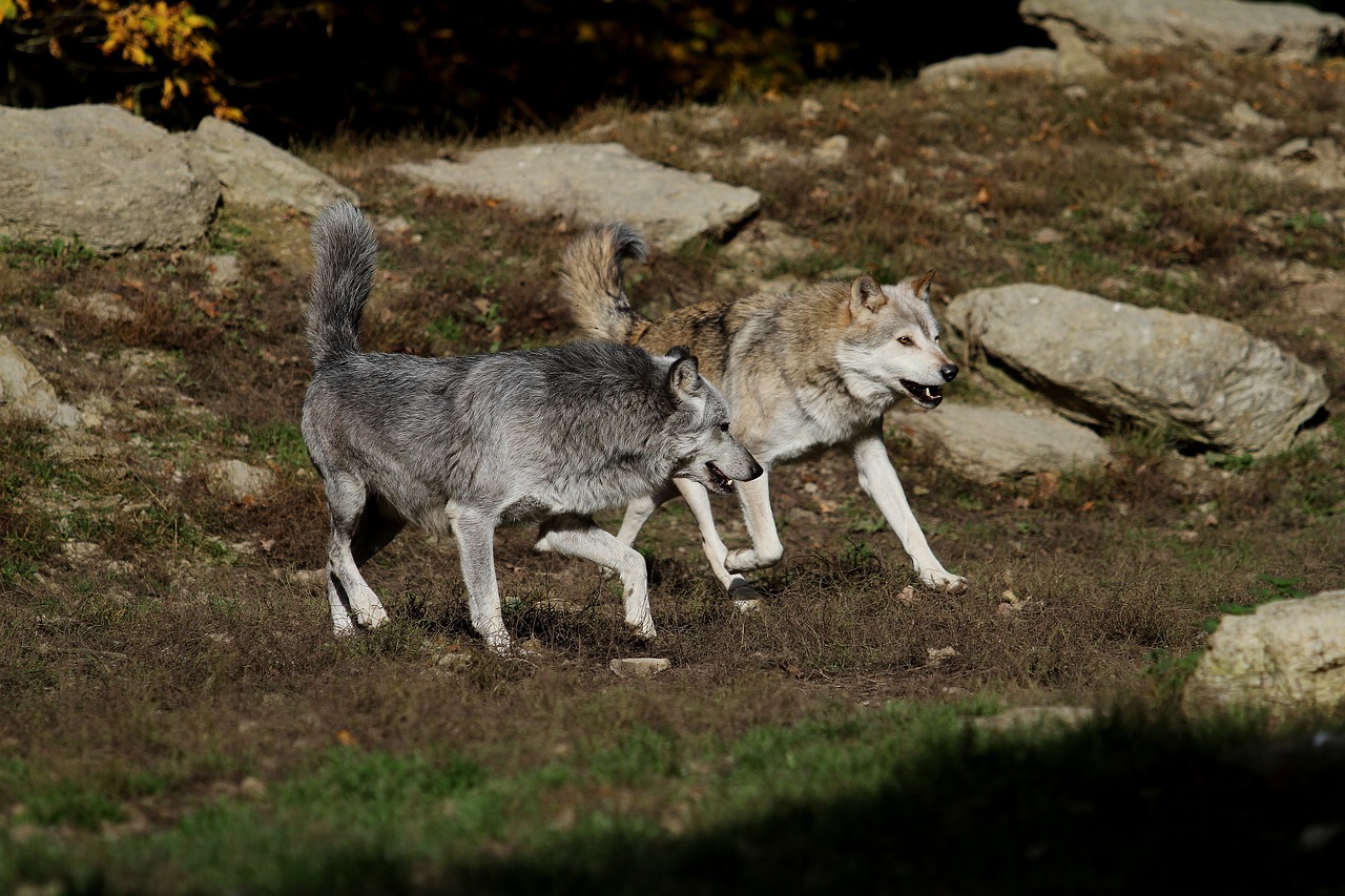 Image - wolves timber wolves canada