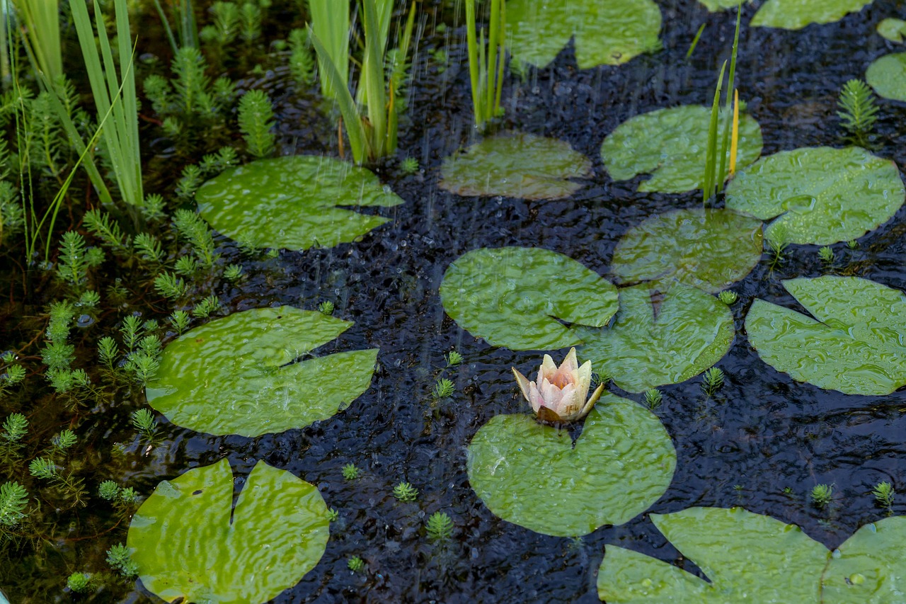 Image - lily pond water green floating