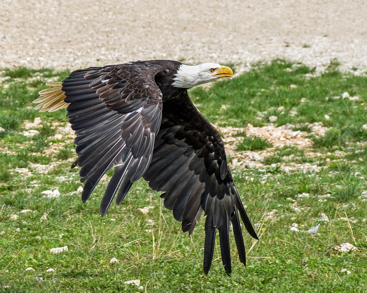 Image - eagle fly bald eagle raptor soil