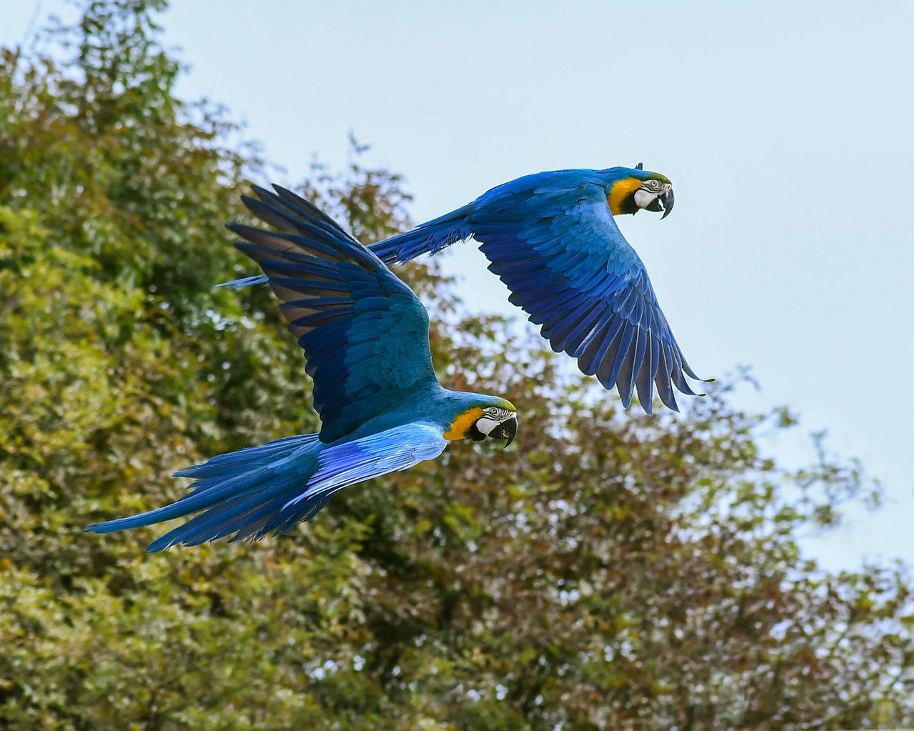 Image - parrot fly blue macaw two bird